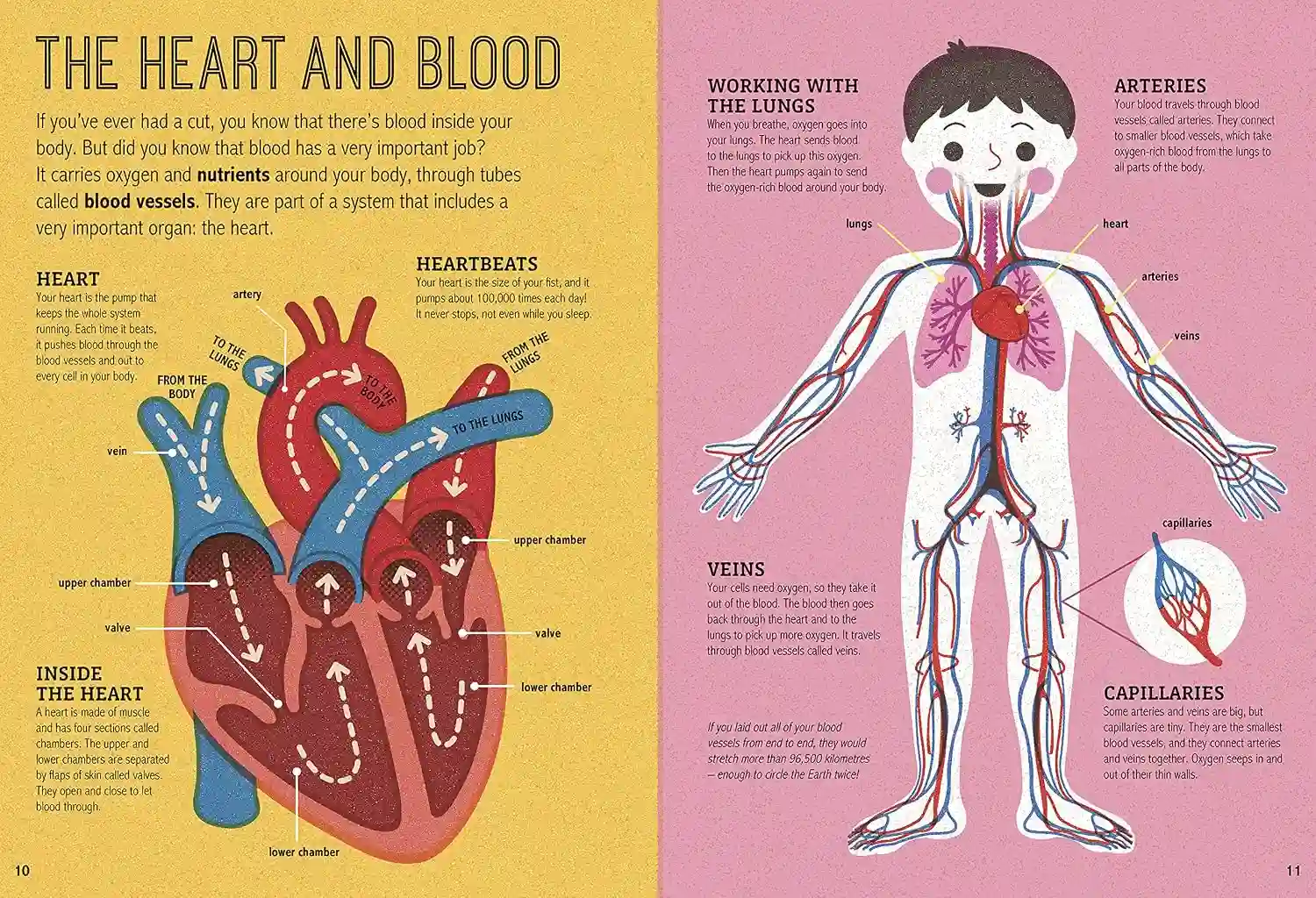 Gambar 4 Magic Magnifying Glass Human Body