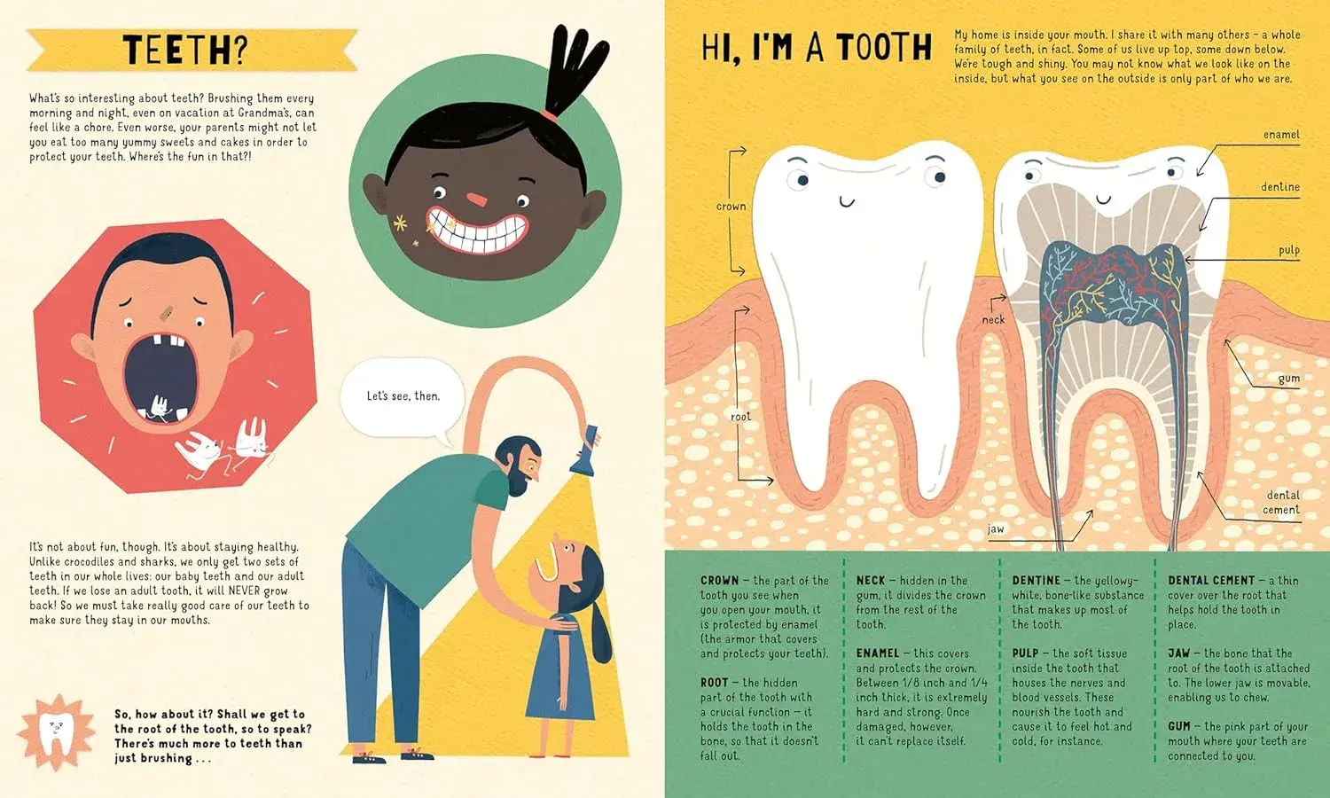 Gambar 2 Teeth you Only Have Two Sets