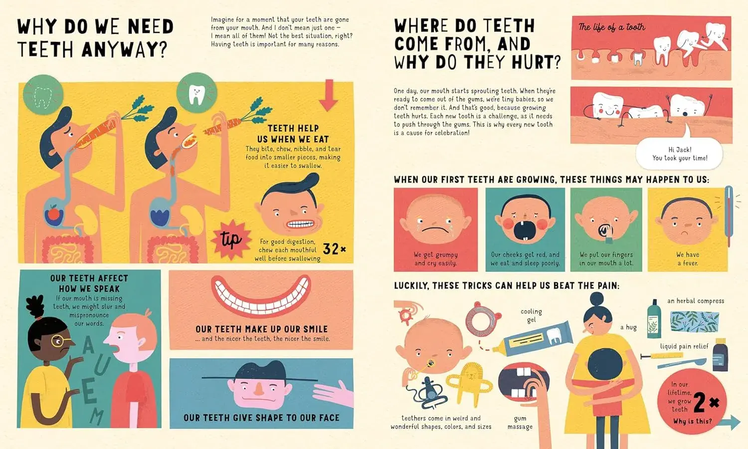 Gambar 3 Teeth you Only Have Two Sets