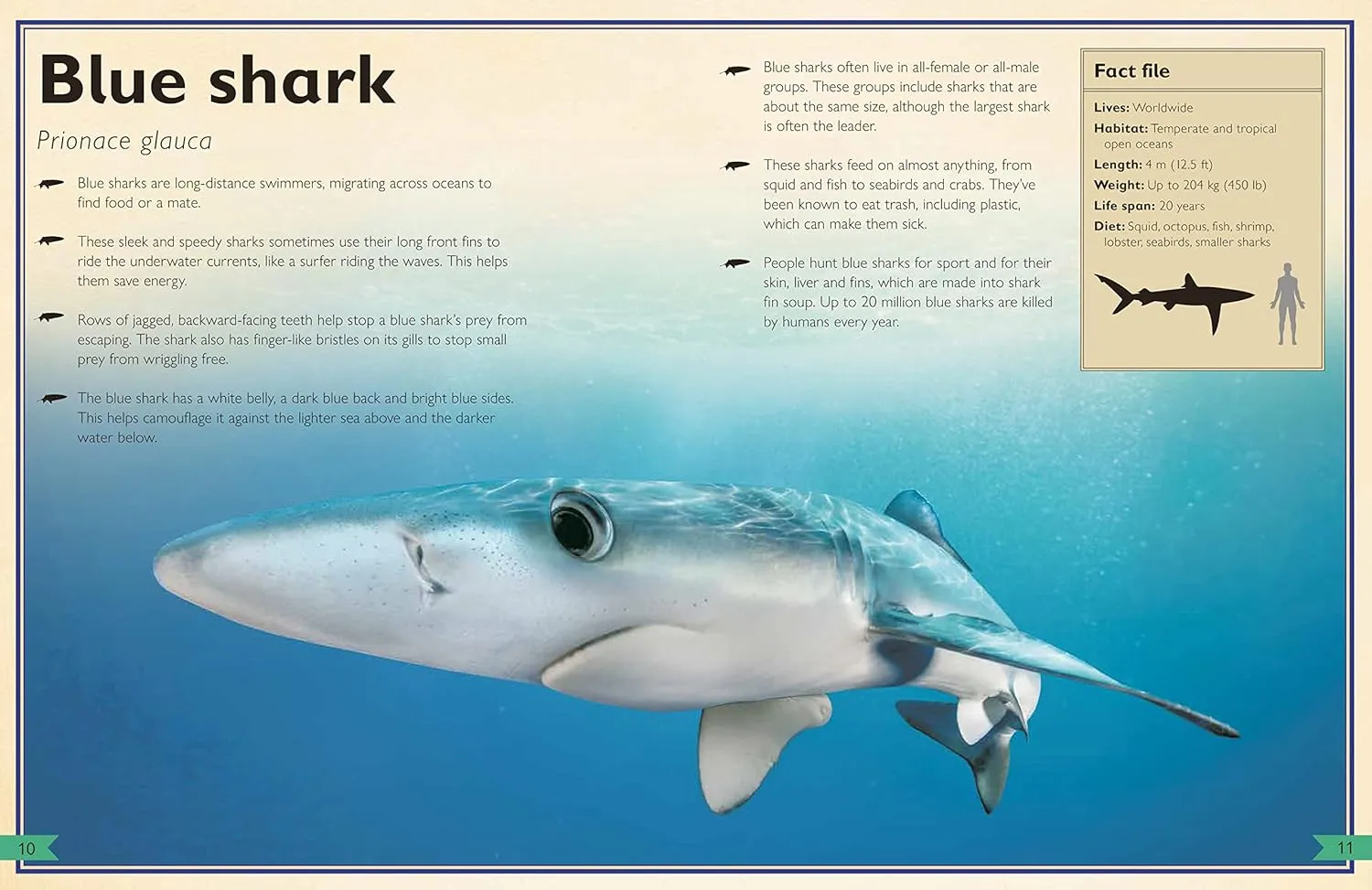 Gambar 2 The Magnificent Book Of Sharks