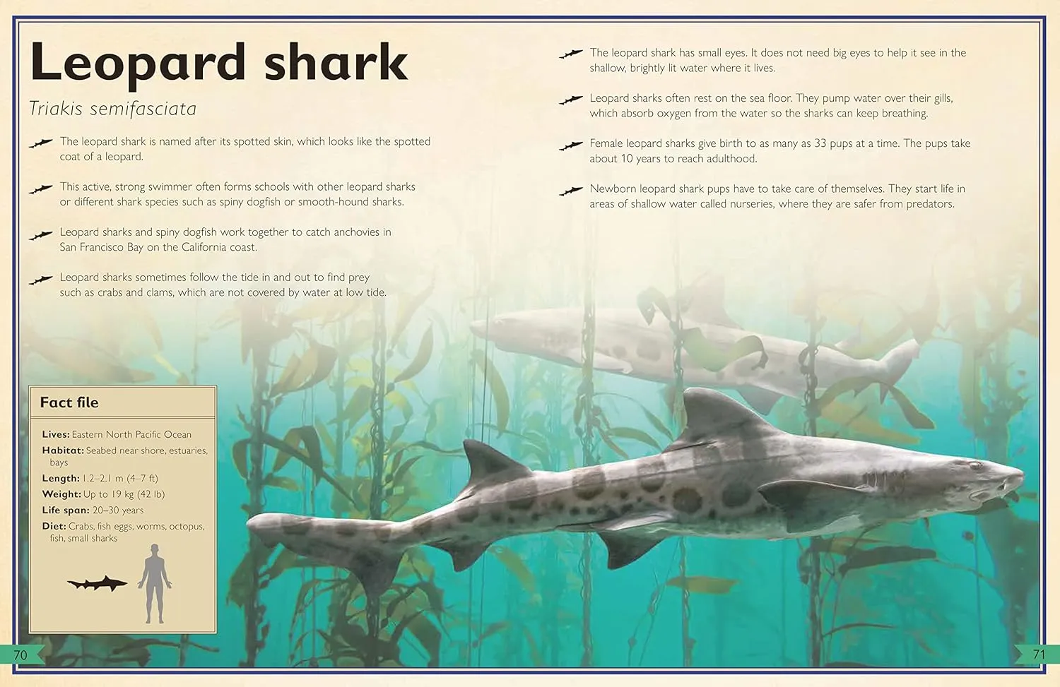 Gambar 3 The Magnificent Book Of Sharks