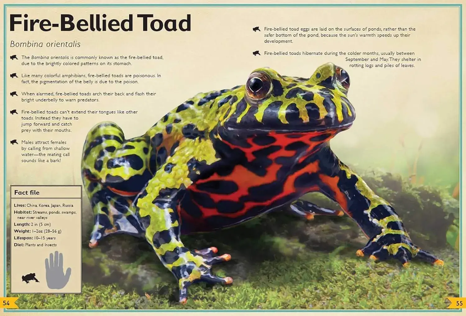 Gambar 3 The Magnificent Book of Reptiles and Amphibians