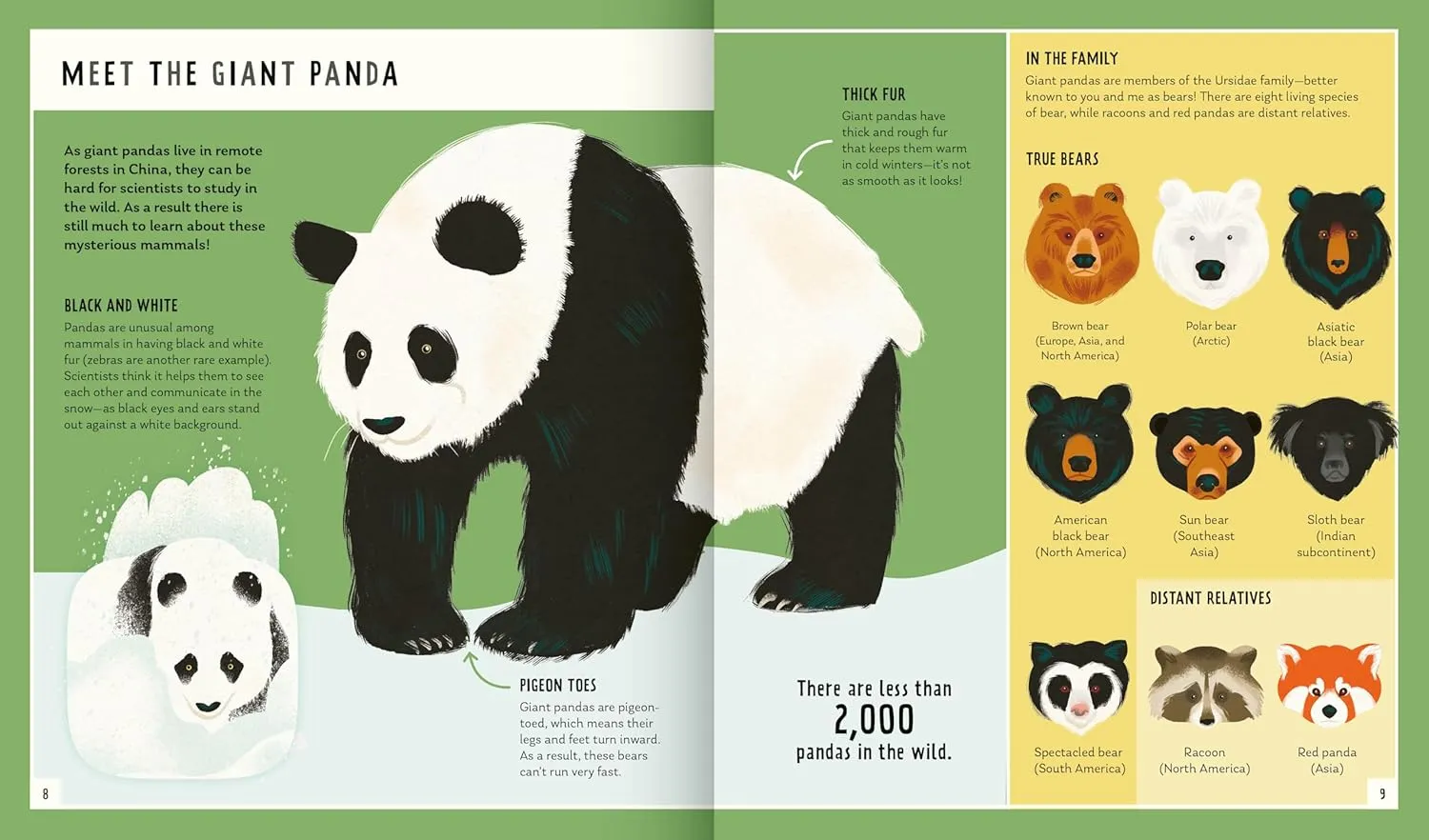 Gambar 2 Young Zoologist: Giant Panda