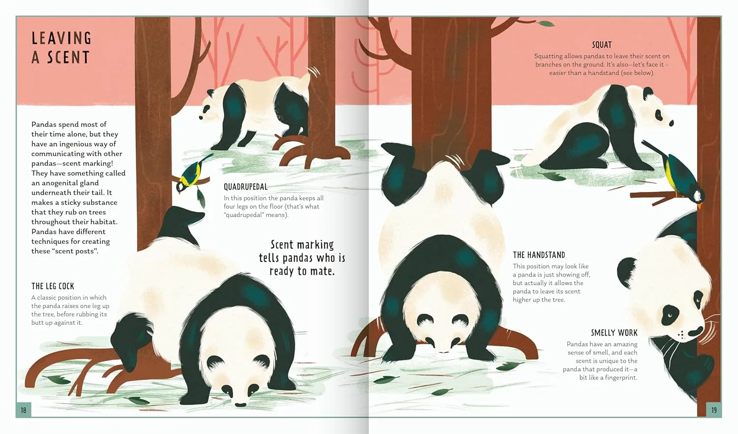 Gambar 3 Young Zoologist: Giant Panda
