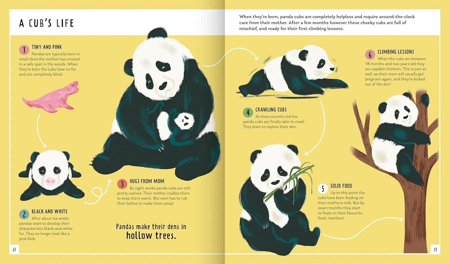 Gambar 4 Young Zoologist: Giant Panda