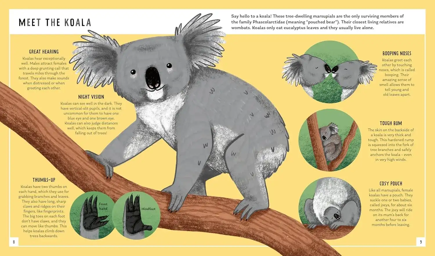 Gambar 2 Young Zoologist: Koala