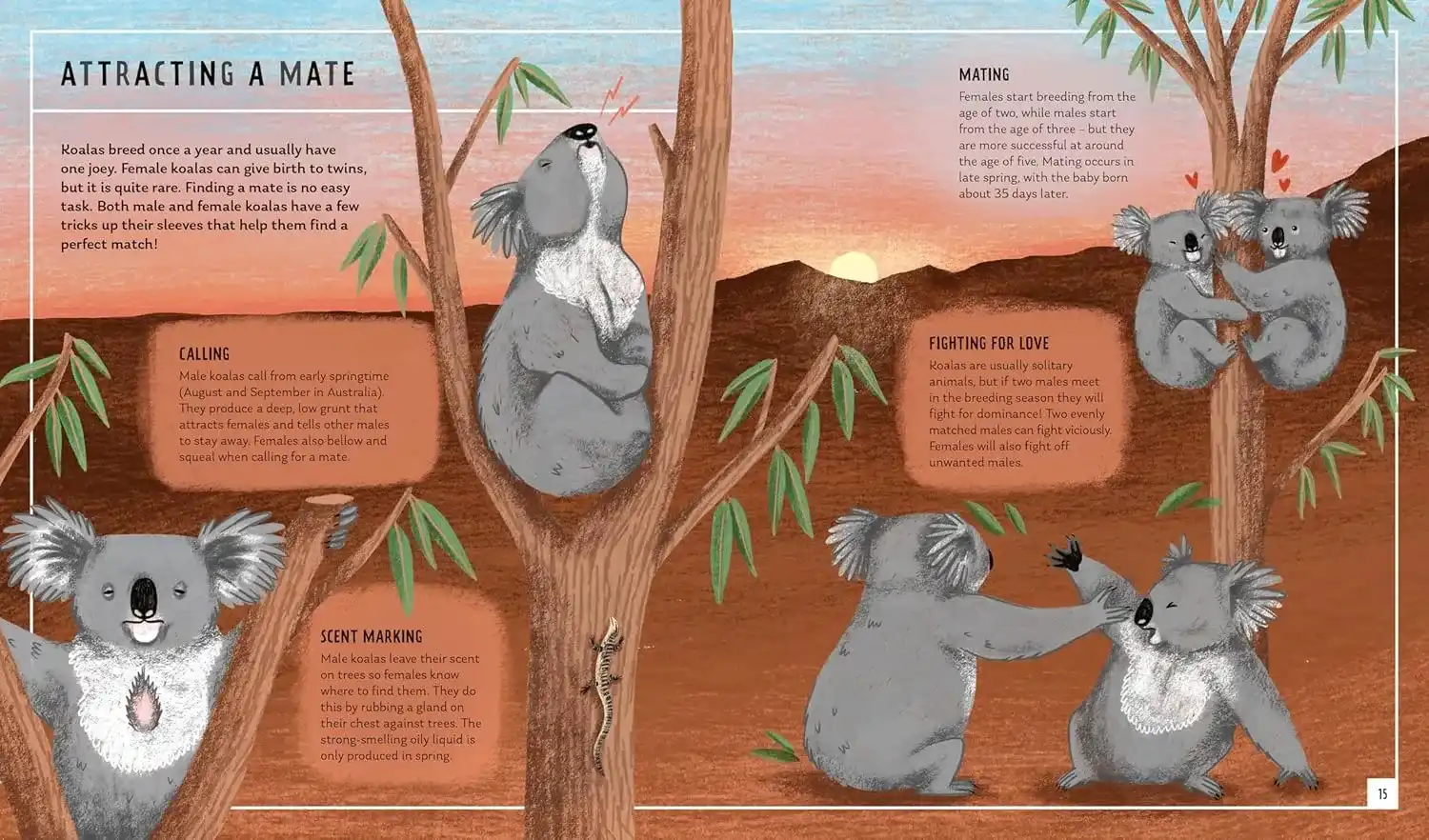 Gambar 3 Young Zoologist: Koala