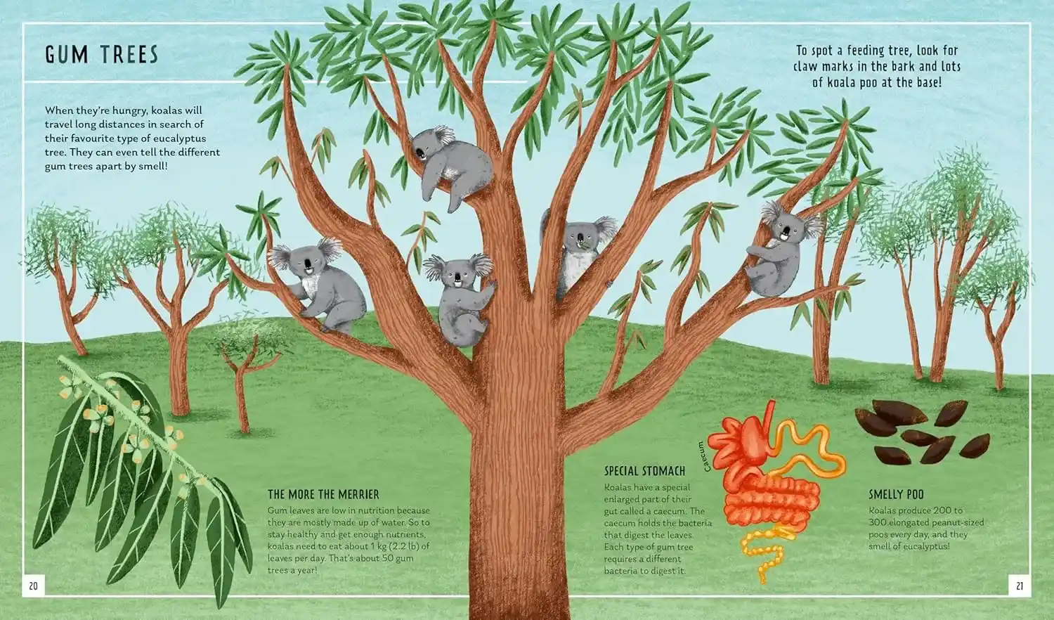 Gambar 4 Young Zoologist: Koala