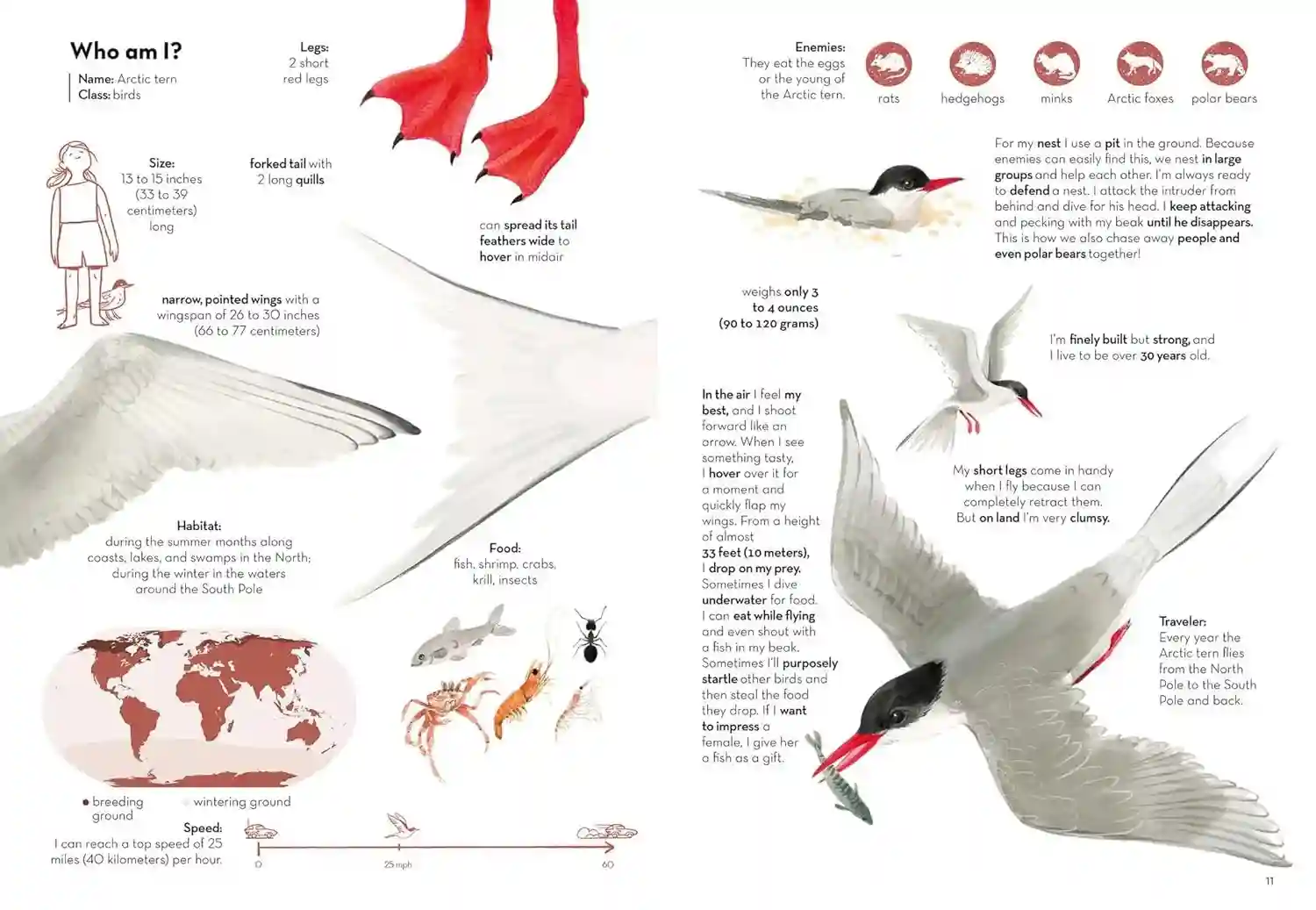 Gambar 2 Super Animals - Travelers